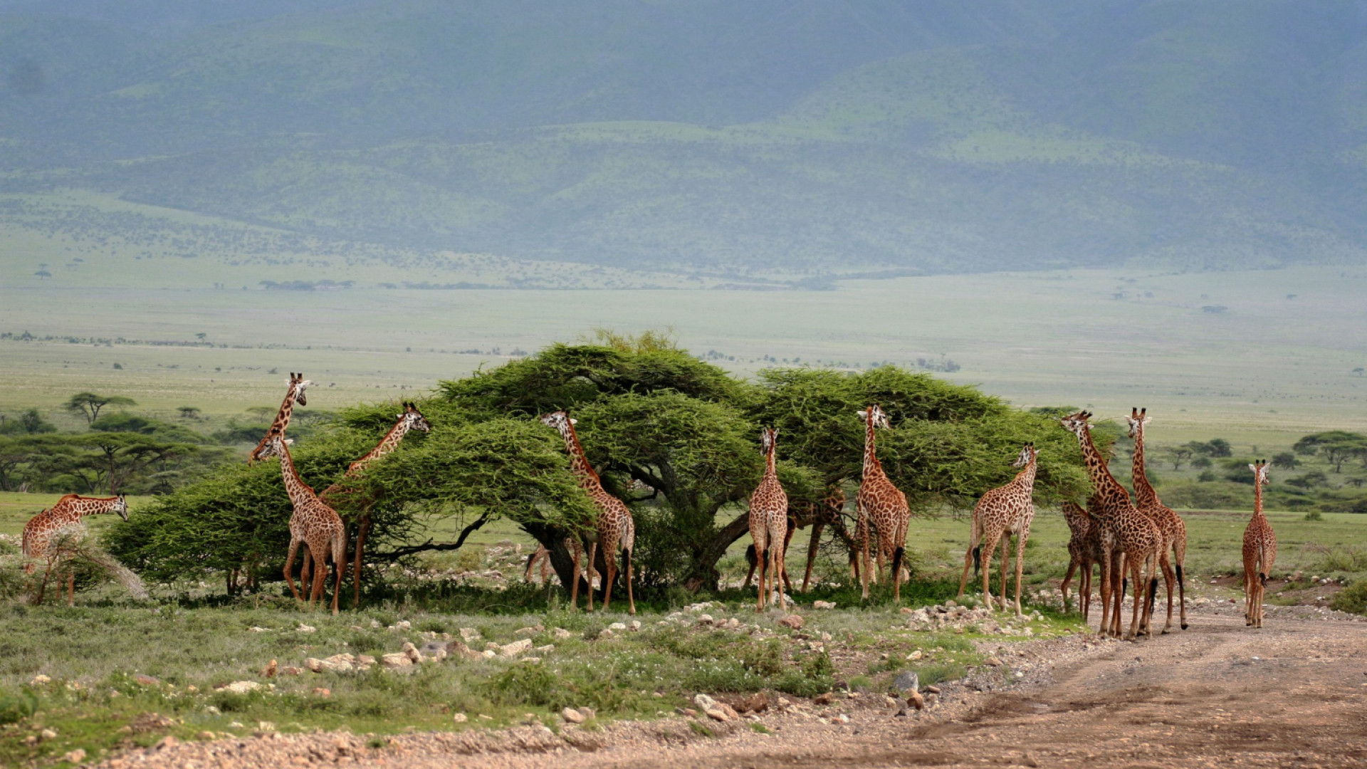 Les clés pour un safari inoubliable en Tanzanie